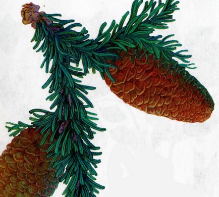 Brad siberian - abies sibirica ledeb