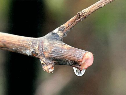 Síró szőlő - kert az egész családnak - a gyakorlati kertészeti