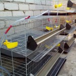 Puii de reproducție, straturile, reproducătorii și ouăle comerciale să cumpere în regiunea Sverdlovsk