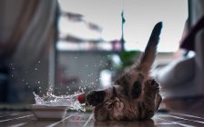 Miért macskák nem tűri a víz (cat) Miért macskák nem tűri a víz