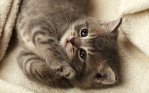 De ce pisicile dorm pe lucruri, ajutorul pisicii