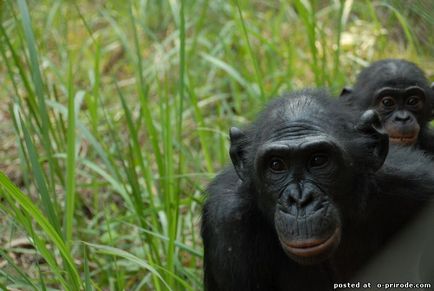Майже людина - карликовий шимпанзе - 20 фото - картинки - фото світ природи