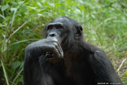 Aproape om - pitic cimpanzeu - 20 fotografii - poze - fotografie lume of nature