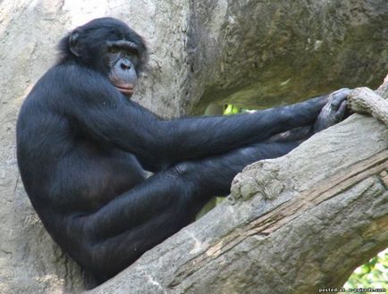 Szinte az emberi - törpe csimpánz - 20 fotó - kép - képek természetes világ