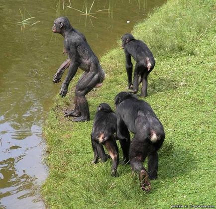 Майже людина - карликовий шимпанзе - 20 фото - картинки - фото світ природи
