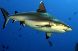 O selecție de fapte interesante despre rechini, vivareit