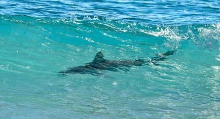 O selecție de fapte interesante despre rechini, vivareit
