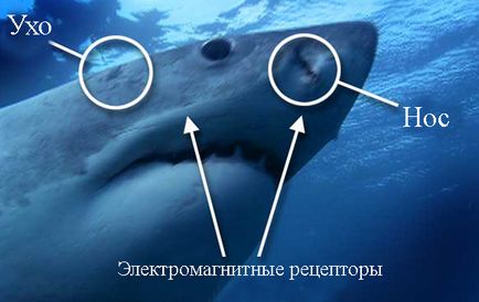 Підбірка цікавих фактів про акул, vivareit