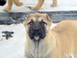 Підкинули мертвого цуценя що означає, мій щеня