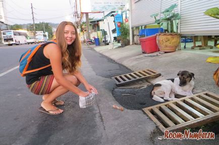Etetés a hajléktalan kutyák Phuket