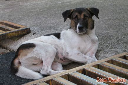 Hrănirea câinilor fără adăpost în Phuket