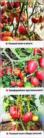 Tomate până în luna mai, un site despre o grădină, o reședință de vară și plante de apartament