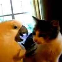 Papagájok és macska - gyerekek papagáj a ketrecben