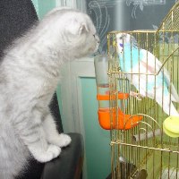 Papagájok és macska - gyerekek papagáj a ketrecben