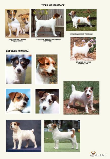 Rasă de câini jack russell terrier descriere, fotografii și video, drtclub