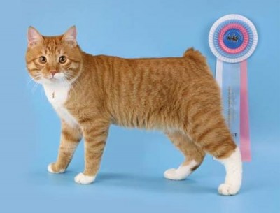 Породисті кішки, british shorthair cattery