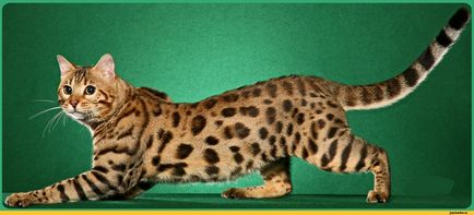 Породисті кішки, british shorthair cattery