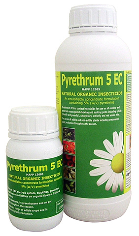 Pyrethrum pulbere de la ploaie - unde să cumpere și cum să-l utilizați