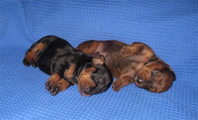 Îngrijirea postpartum (pentru mame și cățeluși), site-ul dachshund