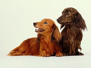Îngrijirea postpartum (pentru mame și cățeluși), site-ul dachshund