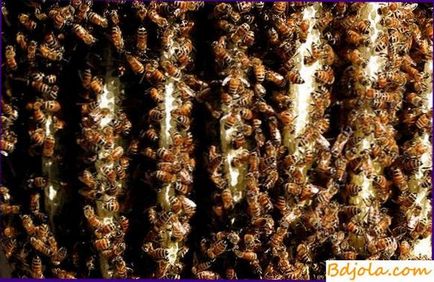 Construcția cuibului de către albine, întreținerea și reproducerea albinelor
