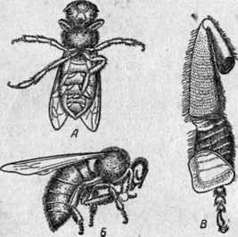 Construcția cuibului de către albine, întreținerea și reproducerea albinelor