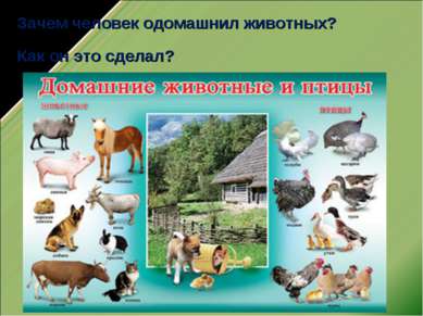 Презентація - одомашнення тварин - завантажити безкоштовно