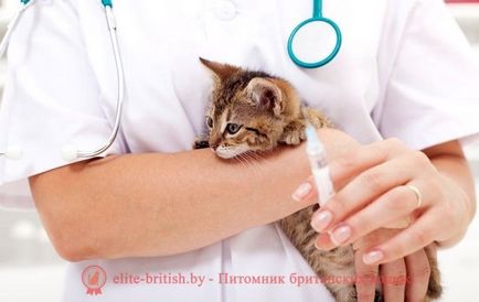 Inoculări pentru pisici