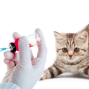 Inoculări pentru pisici