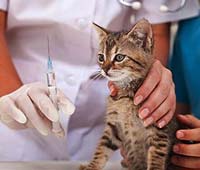 Inoculări pentru pisici și pisoi