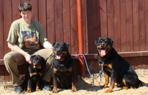 Rottweiler pui de vânzare