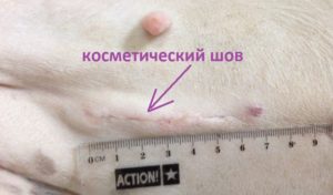 Herniile ombilicale la câini, îngrijire veterinară de urgență