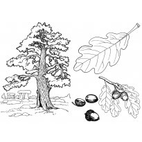 Розфарбування дуб з жолудями, листя дуба