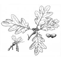 Розфарбування дуб з жолудями, листя дуба