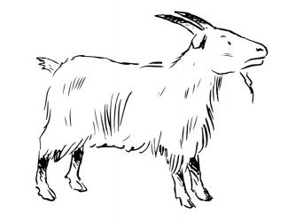 Розфарбування коза скачати і роздрукувати