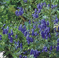 Aconite - tratament, aplicare