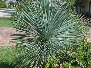 Yucca plantelor caracteristicile generale ale elefanților yucca, aloe-frunze și alte specii de plante, caracteristici