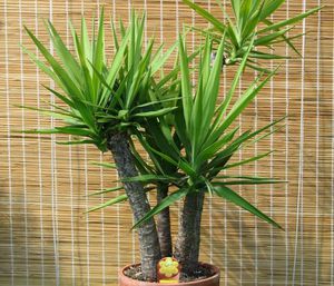 Yucca plantelor caracteristicile generale ale elefanților yucca, aloe-frunze și alte specii de plante, caracteristici
