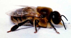 Creșterea albinelor la domiciliu