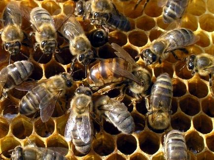 Розведення маток бджіл відео