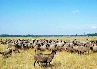 Розведення романівських овець