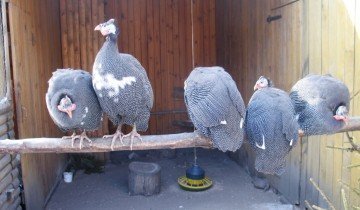 Tenyésztési gyöngytyúk otthon magad, és eladni (magad) Tenyésztési gyöngytyúk otthon magukat és eladása