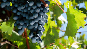 Reteta vinului moldovenesc la domiciliu