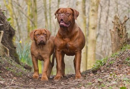 Evaluarea celor mai mari rase de câini din lume