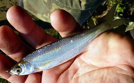 Fish shad hogyan kell főzni