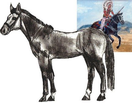 wife Inaccurate admire Desenați o desen creion pas cu pas - cum să desenați un cal în etape,  trasând un cal în creion