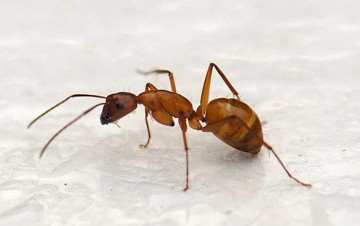 Руді мурашки в квартирі як боротися