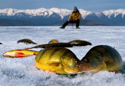 Rusia Baikal pește