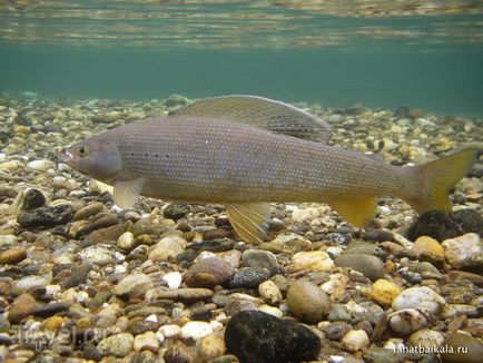 Росія байкальська риба
