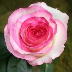 Rose Dolce Vita fotografie, descrierea mărcii, recenzii, combinație cu alte plante, video